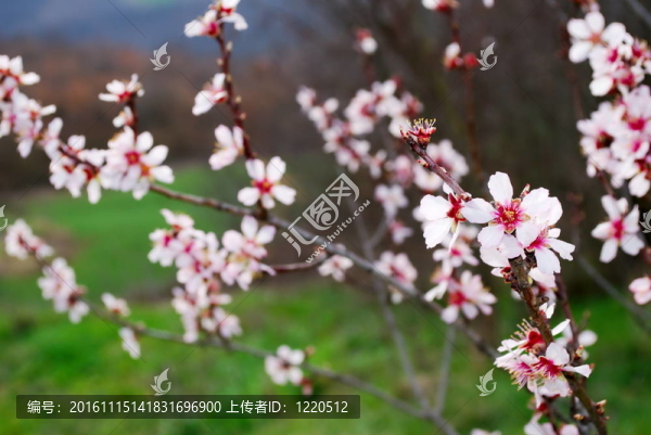 粉紅的杏花