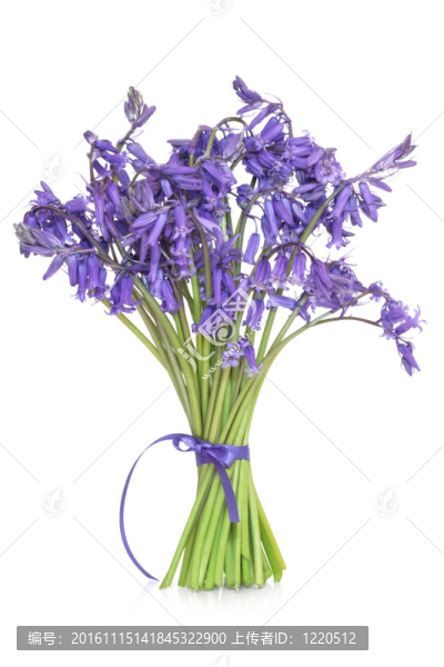 風(fēng)鈴草的花