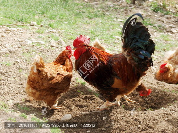 公雞和母雞