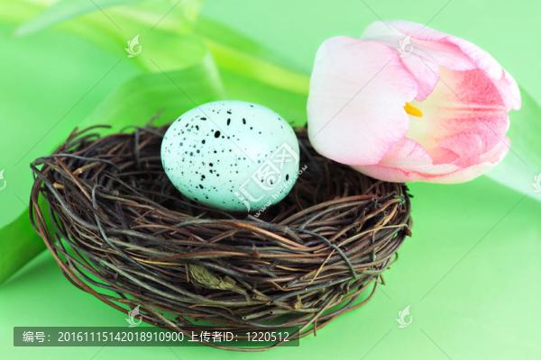 鳥巢和郁金香
