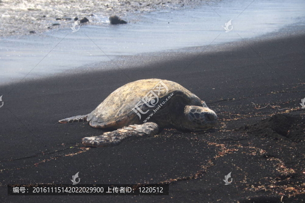 綠海龜在休息