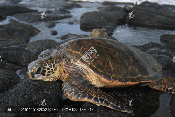 綠蠵龜