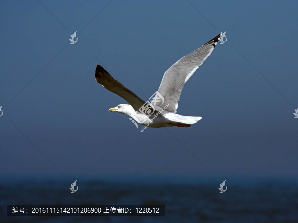 海鷗
