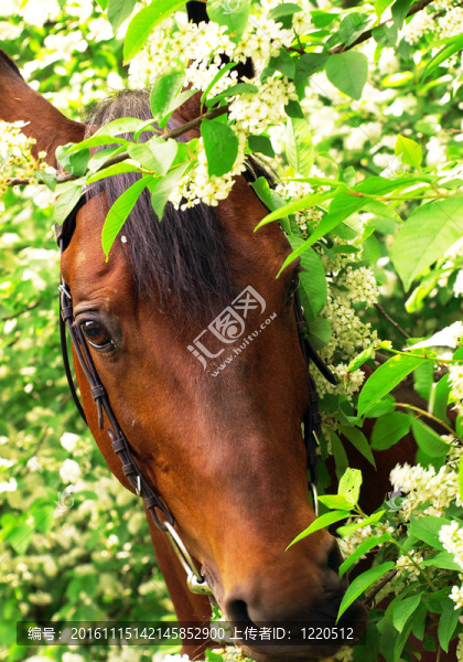 圍繞花的馬的畫像-匯圖網(wǎng) www.fosd68.com 圍繞花的馬的畫像