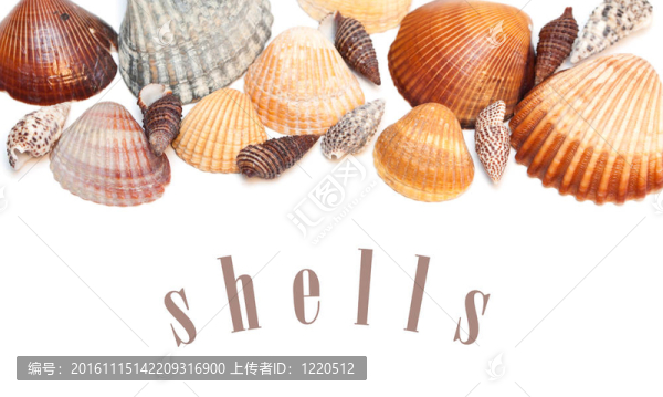 海扇殼