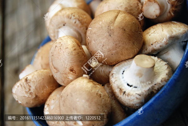 蘑菇
