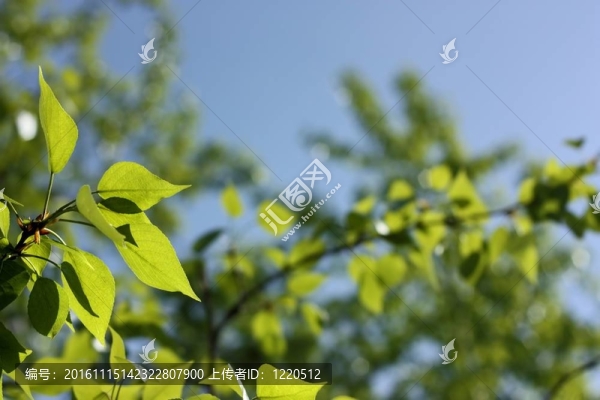 在藍天的背景下，有嫩葉的樹枝