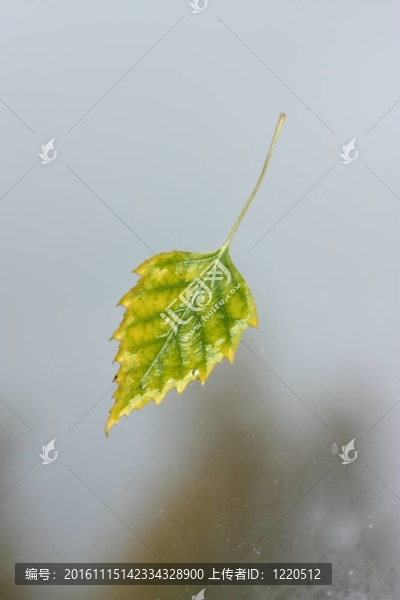 潮濕的秋葉；緊貼在窗上