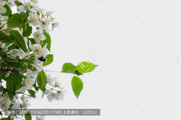 盛開的茉莉和大黃蜂