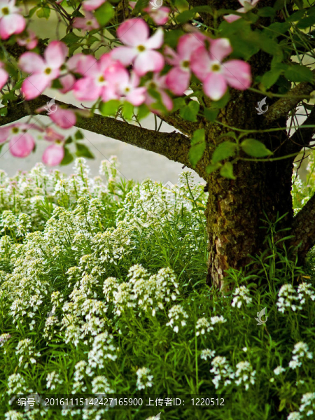 粉紅色的山茱萸樹(shù)花開(kāi)在春天的高度