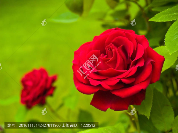 紅玫瑰在花園的樹(shù)枝上