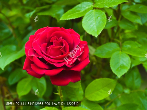 紅玫瑰在花園的樹(shù)枝上