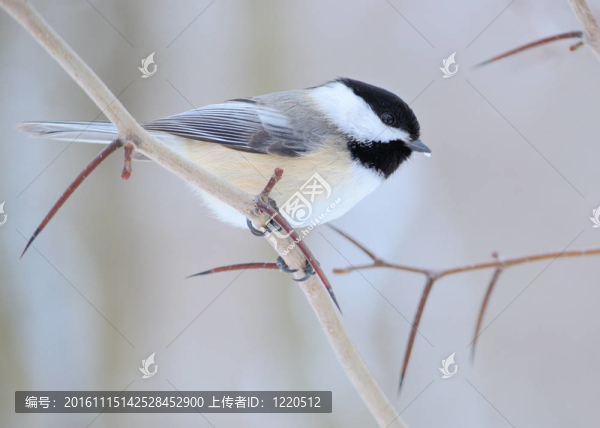 黑頂山雀