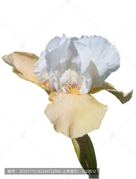 虹膜-匯圖網(wǎng) www.fosd68.com 虹膜