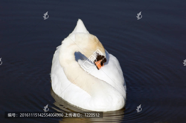 天鵝