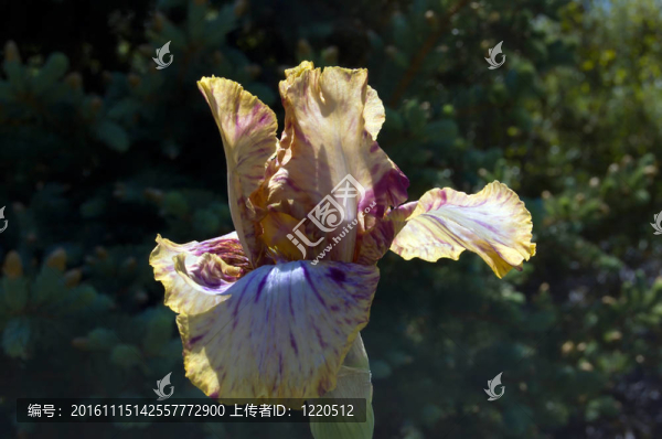 虹膜-匯圖網(wǎng) www.fosd68.com 虹膜