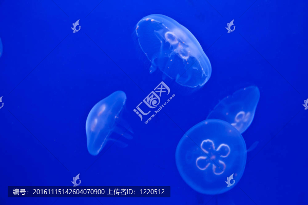 水母在藍色的