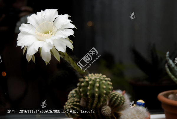 仙人掌花