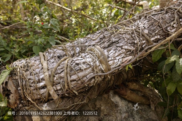 歲的樹干削減倒下墨西哥叢林桉樹