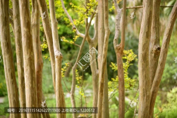 干樹(shù)干極行與綠樹(shù)