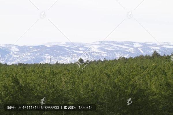 特魯埃爾省西班牙雪山松林