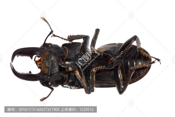 鹿角甲蟲隔離