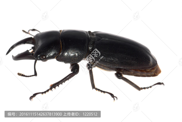 鹿角甲蟲隔離