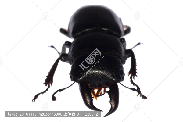 鹿角甲蟲隔離