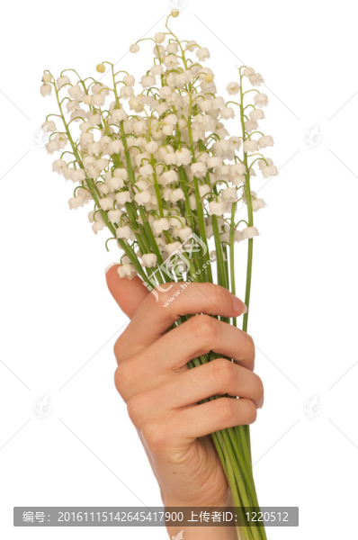 山谷的百合花