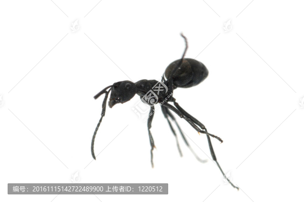 白色背景上分離的螞蟻-匯圖網(wǎng) www.fosd68.com 白色背景上分離的螞蟻