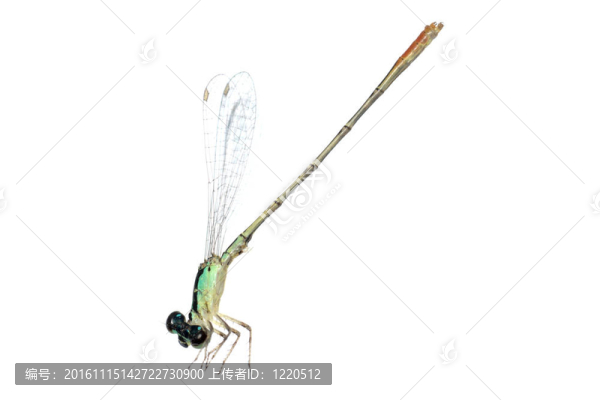 蜻蜓蜻蜓