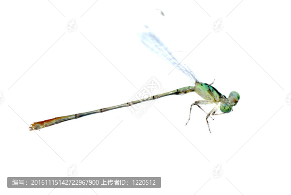 蜻蜓蜻蜓