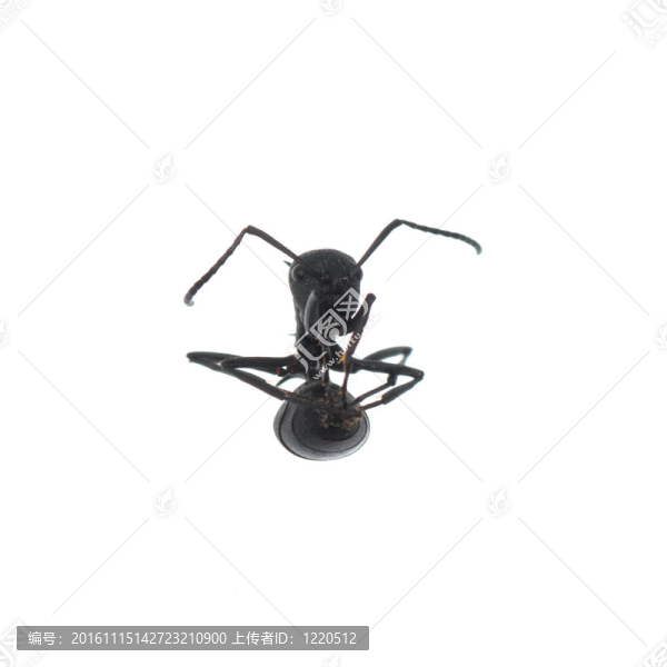 白色背景上分離的螞蟻