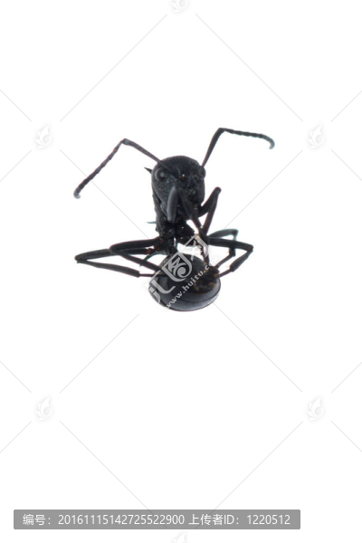 白色背景上分離的螞蟻