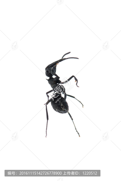 白色背景上分離的螞蟻