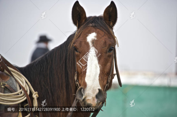 美國夸特馬是用于競技比賽