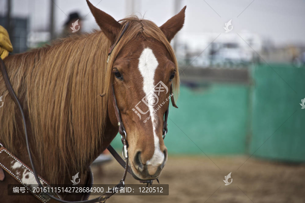 美國夸特馬是用于競技比賽