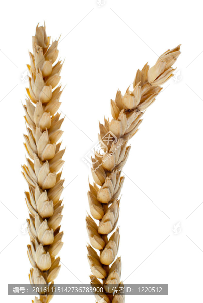 小麥的細節(jié)