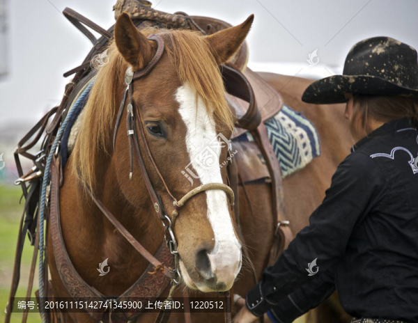 美國夸特馬是用于競技比賽
