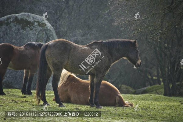 一群馬在森林空地上休息-匯圖網(wǎng) www.fosd68.com 一群馬在森林空地上休息