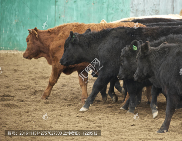 牛被趕進畜欄的切割競爭