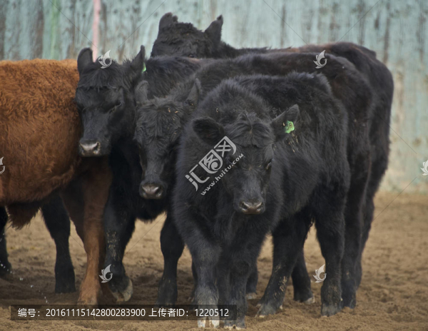 cattlbeing趕入畜欄的圈地切割競爭