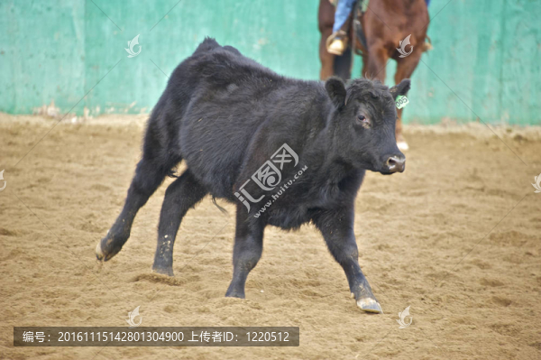 一個(gè)年輕的小牛已經(jīng)削減從牛群中的圈地競爭活動(dòng)中