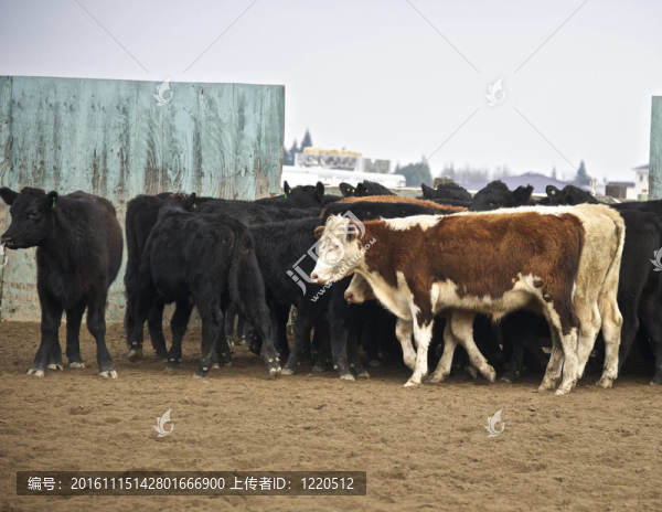 牛被趕進(jìn)畜欄的圈地切割競(jìng)爭(zhēng)-匯圖網(wǎng) www.fosd68.com 牛被趕進(jìn)畜欄的圈地切割競(jìng)爭(zhēng)