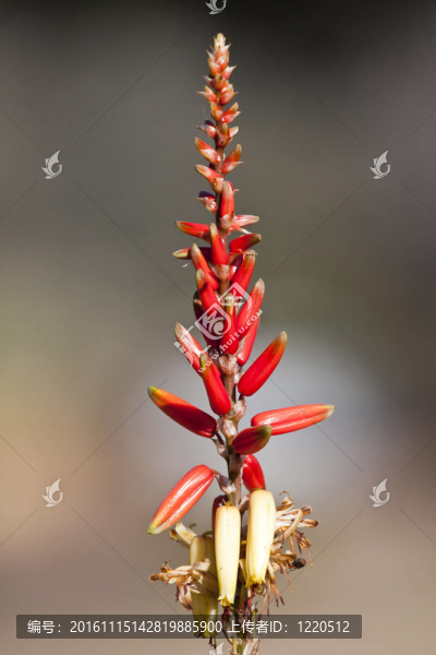 一種蘆薈特寫(xiě)