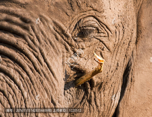 骯臟泥濘的大象吃樹皮樹枝-匯圖網(wǎng) www.fosd68.com 骯臟泥濘的大象吃樹皮樹枝