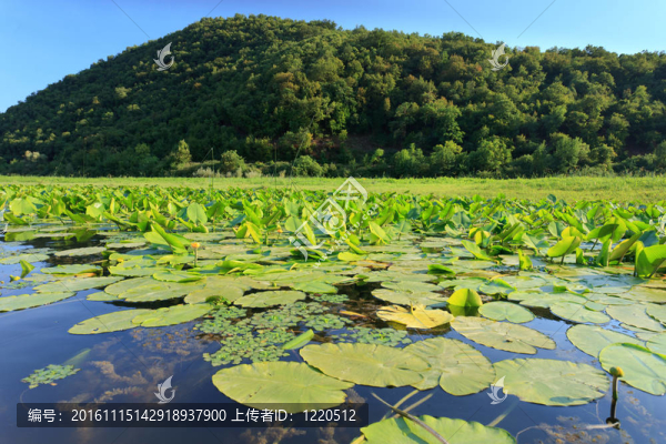 在野外lillypads