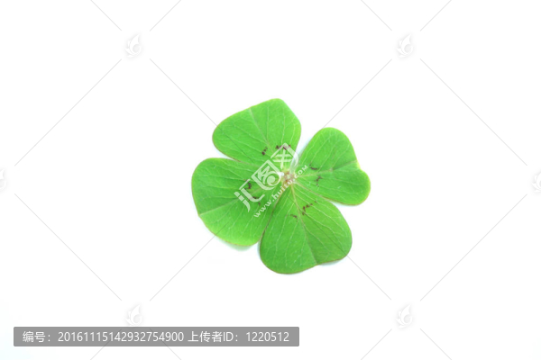 三葉草