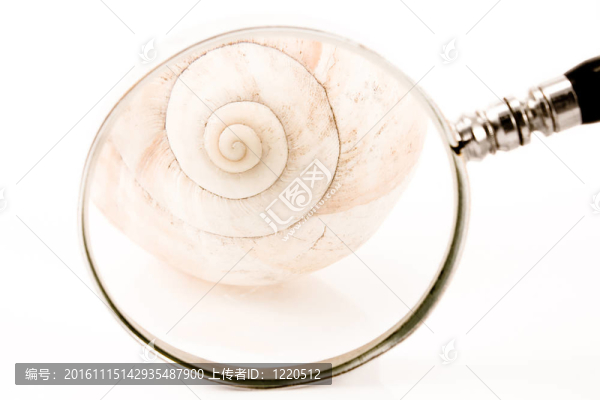 在前面的放大鏡的螺旋殼