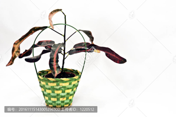 花盆